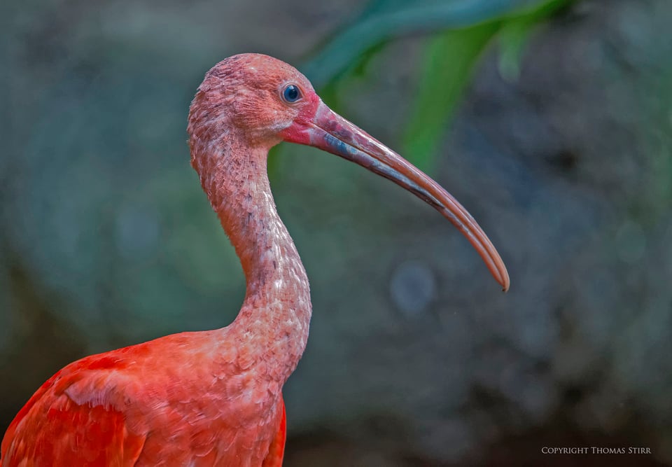 Bird Kingdom Image 9 Bird Kingdom Image 9