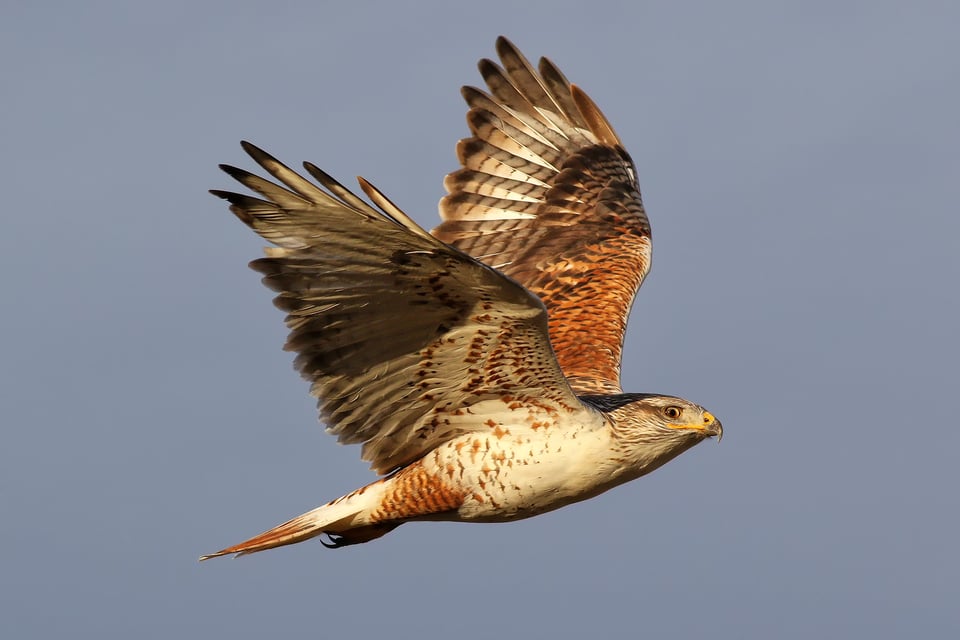 Ferruginous Hawk (1)