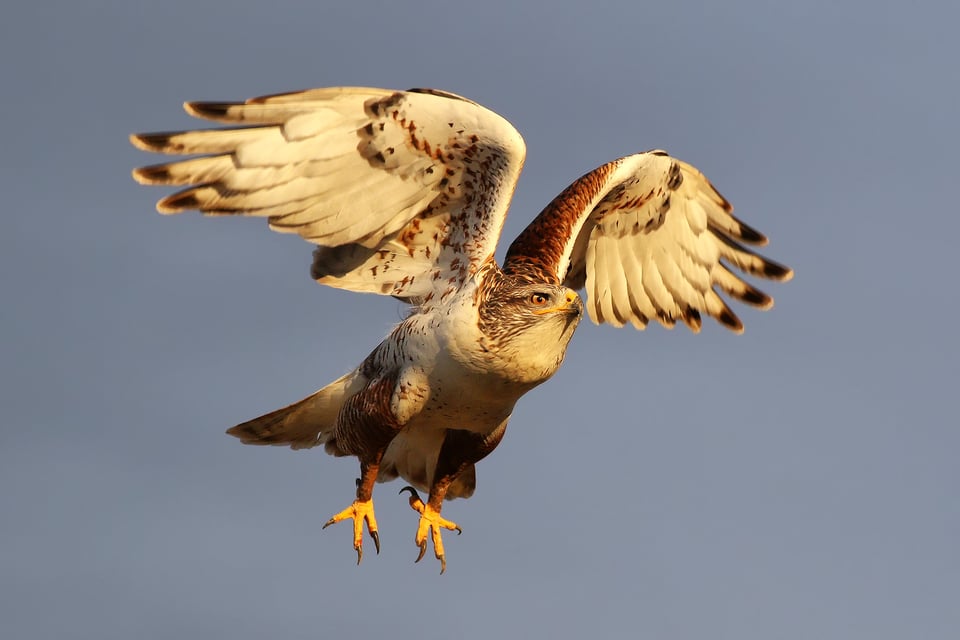 Ferruginous Hawk (2)