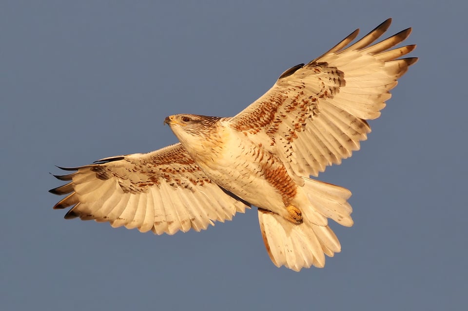 Ferruginous Hawk (3)