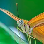 butterflies with CX 70-300 image 1