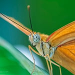 butterflies with CX 70-300 image 1