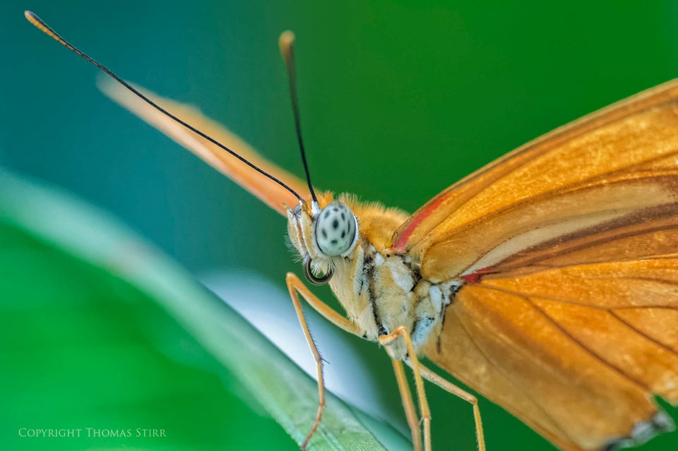 butterflies with CX 70-300 image 1