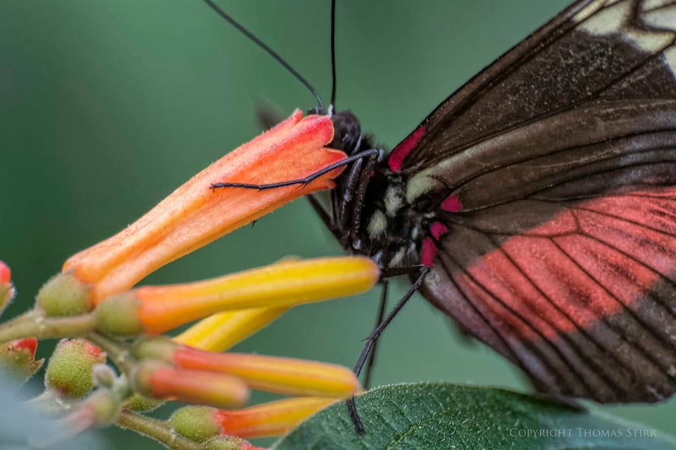 butterflies with CX 70-300 image 10