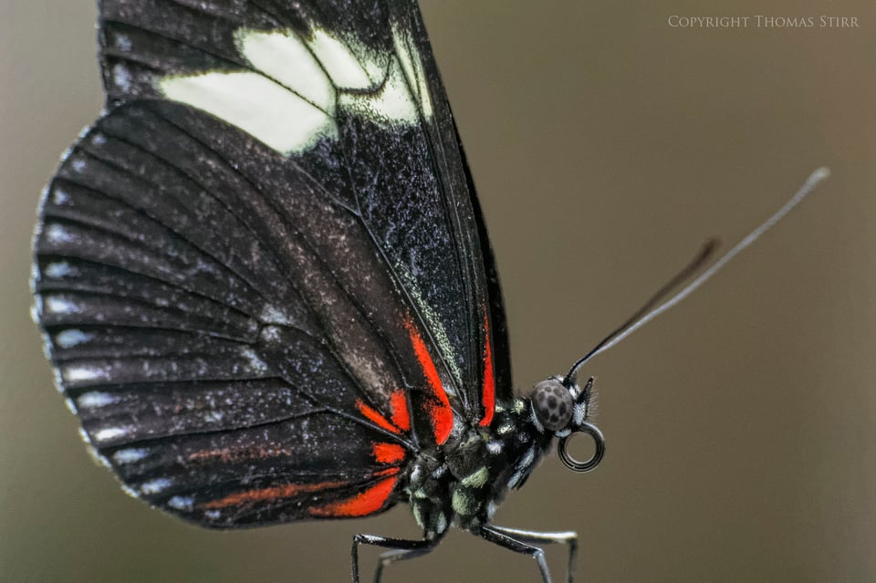 butterflies with CX 70-300 image 11