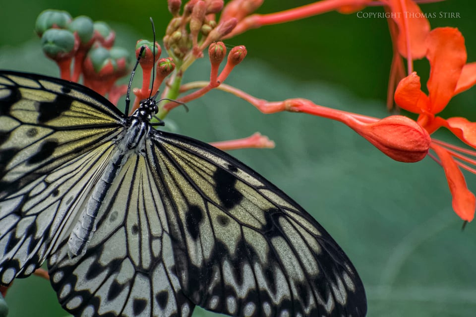 butterflies with CX 70-300 image 12