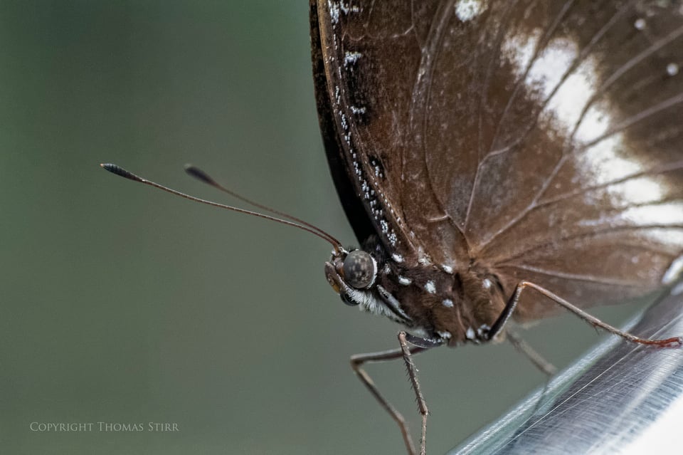 butterflies with CX 70-300 image 13