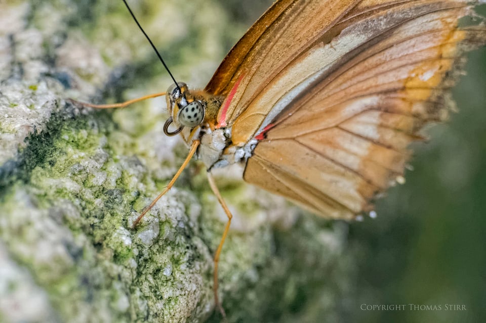 butterflies with CX 70-300 image 14