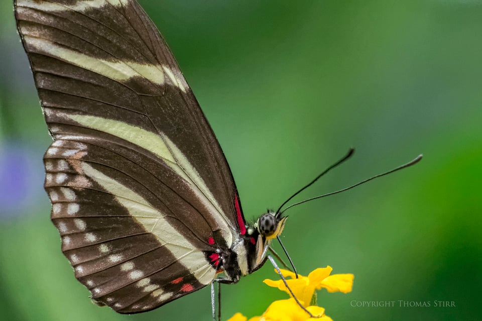 butterflies with CX 70-300 image 15