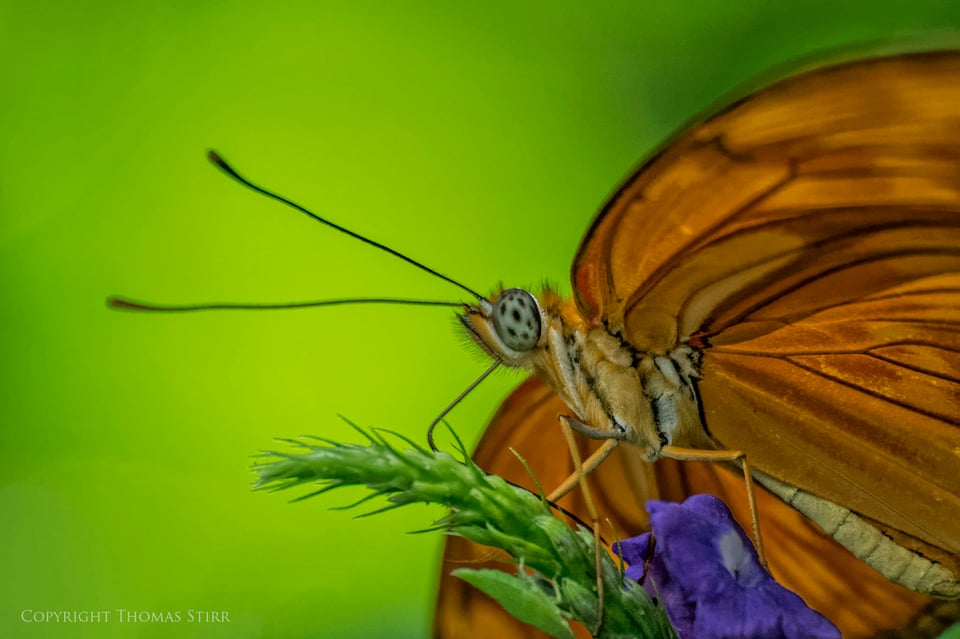 butterflies with CX 70-300 image 16