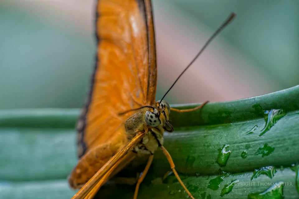 butterflies with CX 70-300 image 2