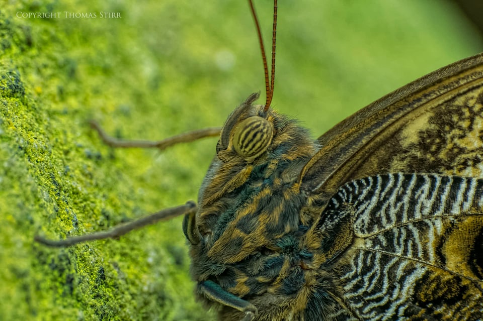 butterflies with CX 70-300 image 3