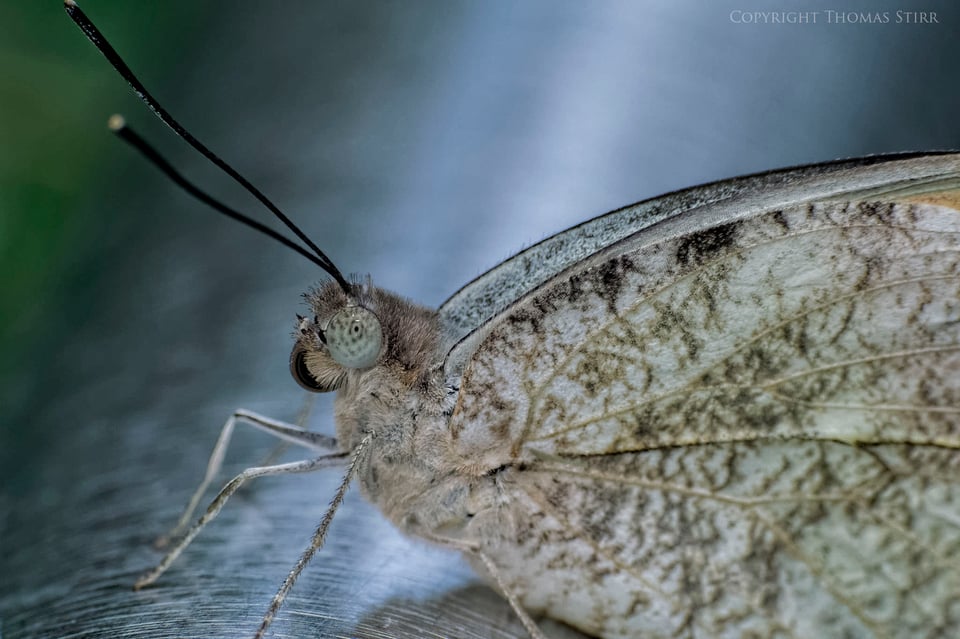 butterflies with CX 70-300 image 4