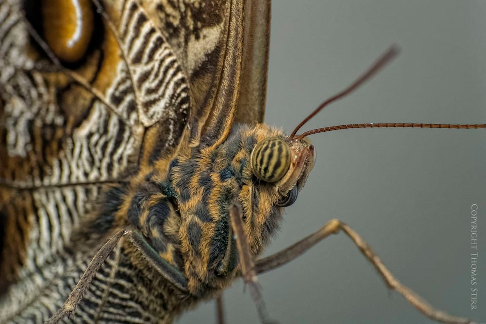 butterflies with CX 70-300 image 6