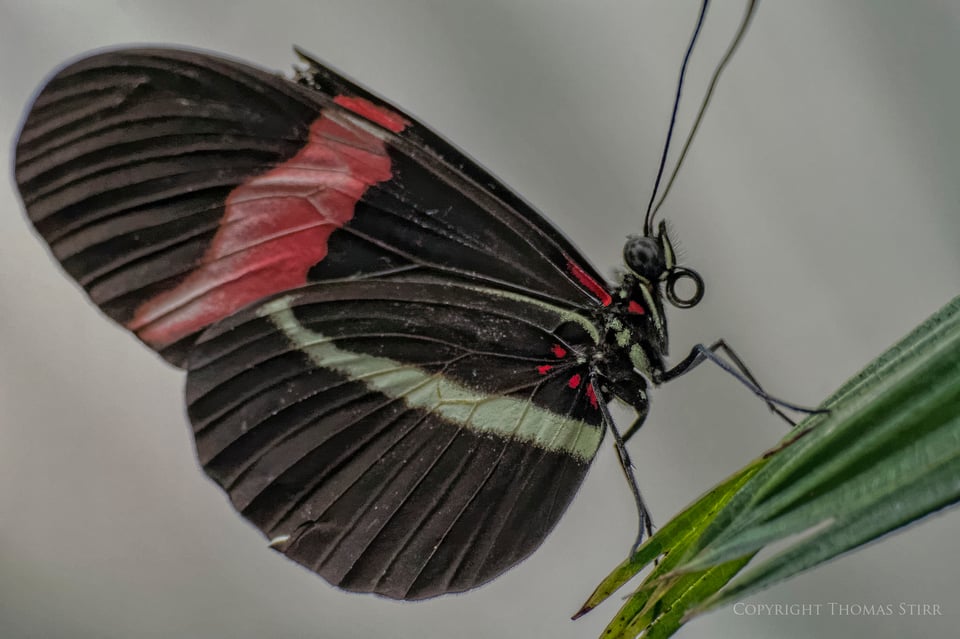 butterflies with CX 70-300 image 7