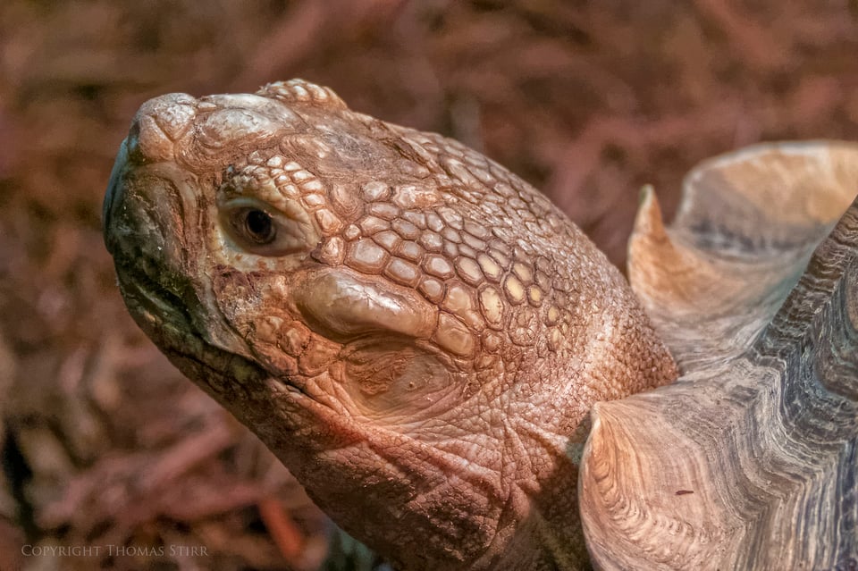 Nikon 1 reptile image 11 Nikon 1 reptile image 11