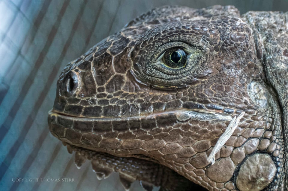 Nikon 1 reptile image 15