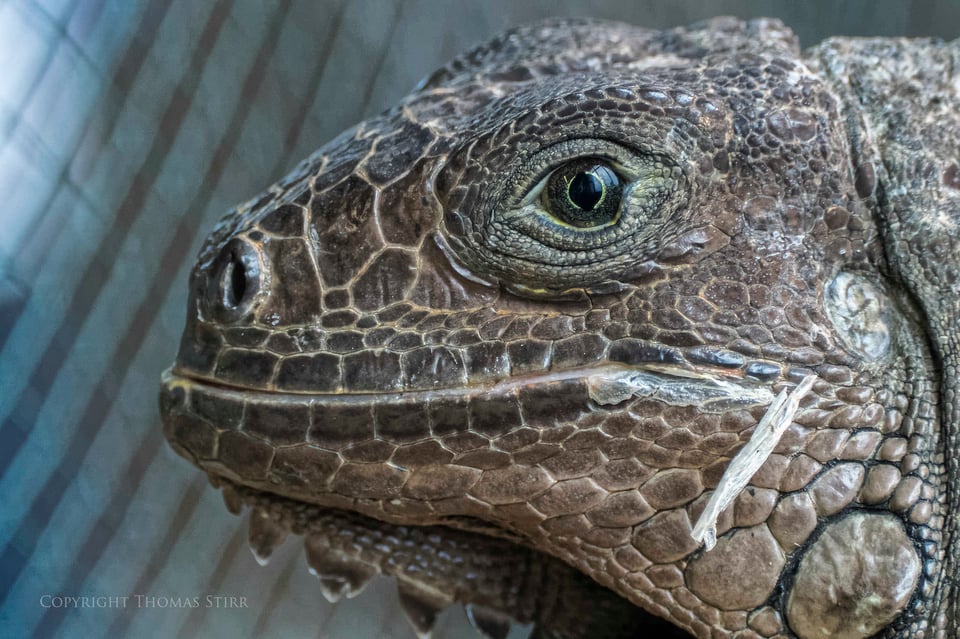 Nikon 1 reptile image 15 Nikon 1 reptile image 15