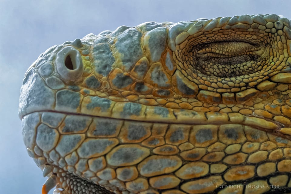 Nikon 1 reptile image 16