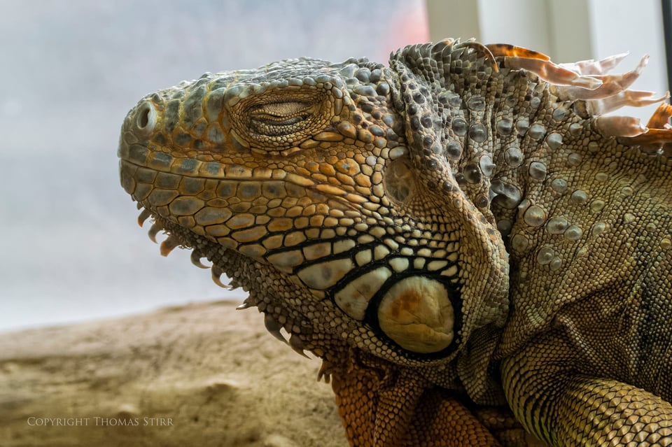 Nikon 1 reptile image 3 Nikon 1 reptile image 3