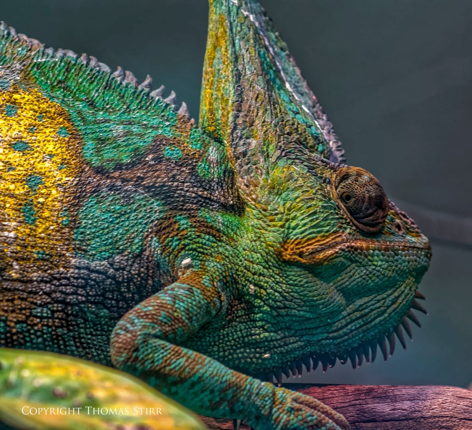 Nikon 1 reptile image 4 Nikon 1 reptile image 4