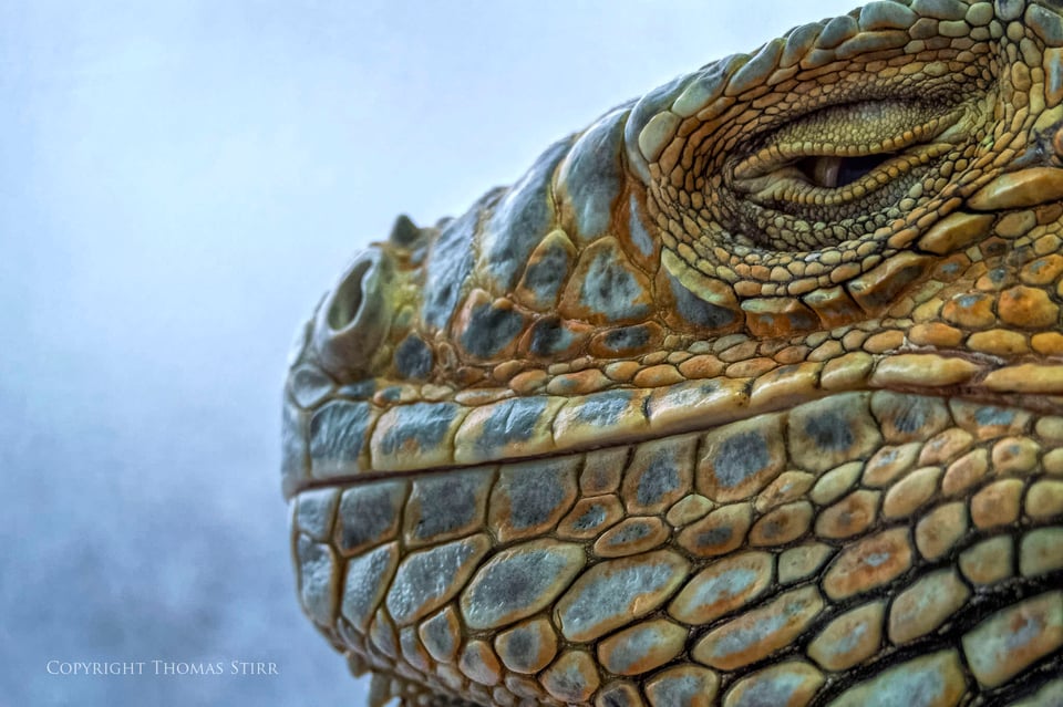 Nikon 1 reptile image 5 Nikon 1 reptile image 5