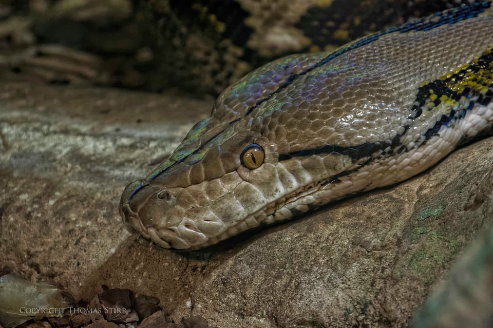 Nikon 1 reptile image 6 Nikon 1 reptile image 6