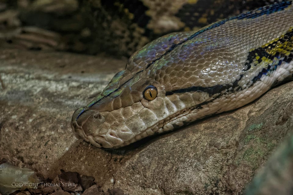 Nikon 1 reptile image 6