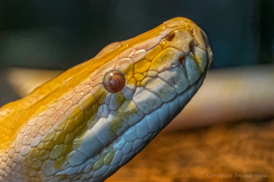 Nikon 1 reptile image 7 Nikon 1 reptile image 7