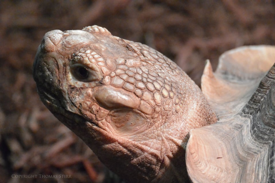 Nikon 1 reptile image 9 Nikon 1 reptile image 9