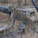 Leopard Posing