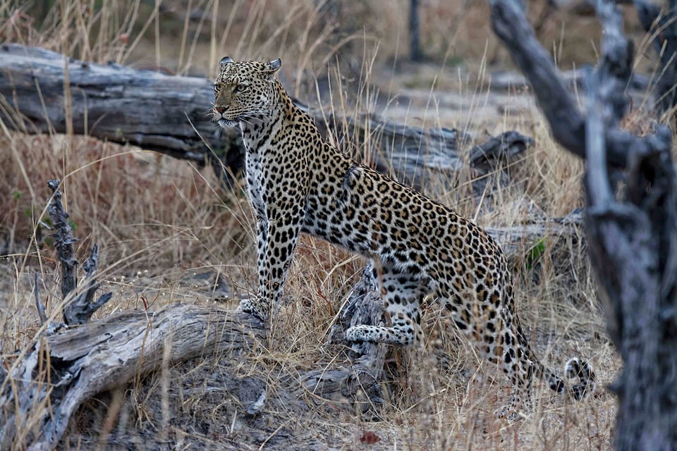 Leopard Posing