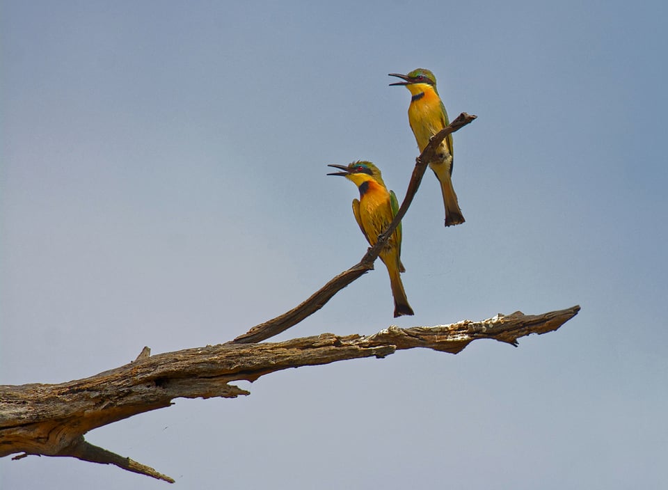 Bee Eaters