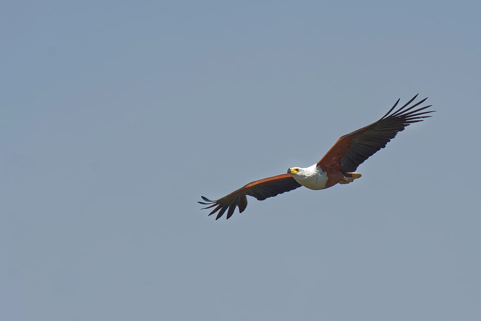 Eagle Flight