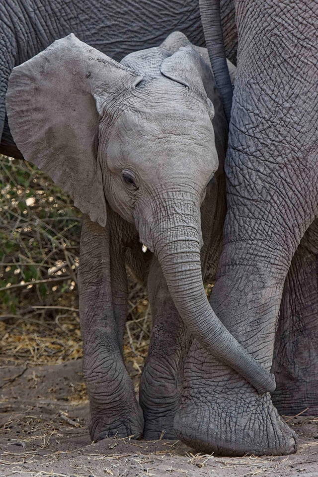 Baby Elephant