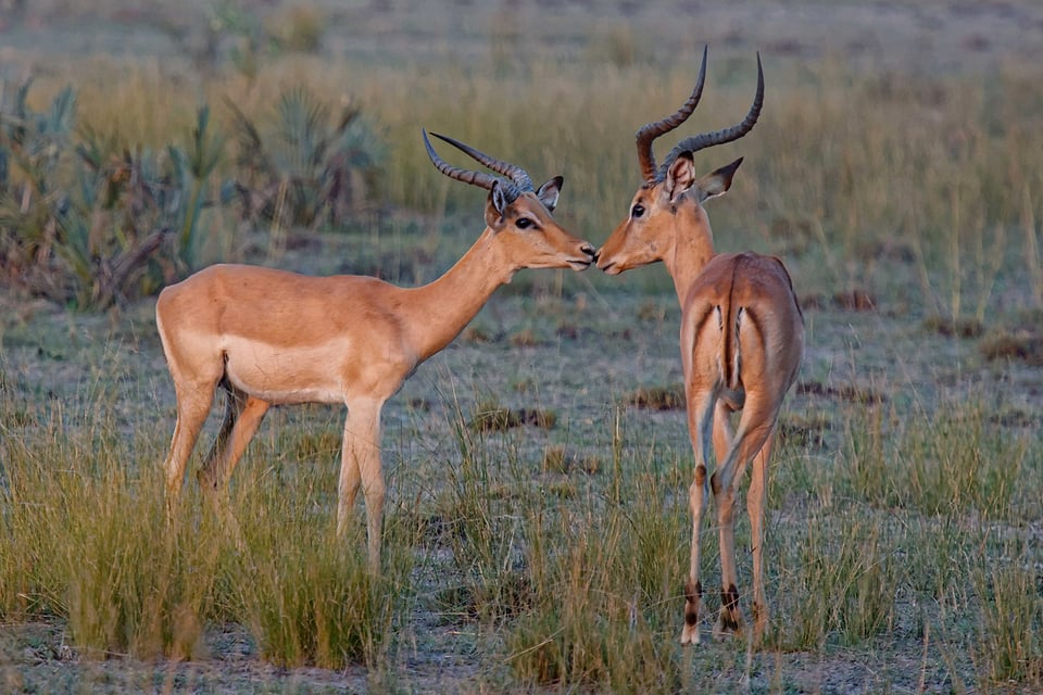 Impala Pair