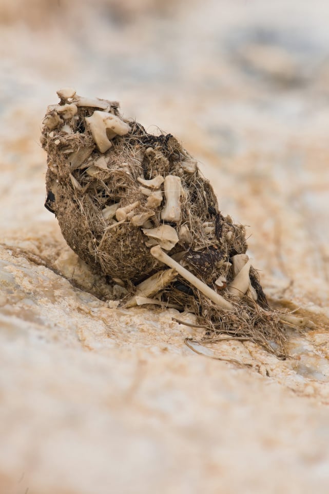 Owl-Puke Owl-Puke