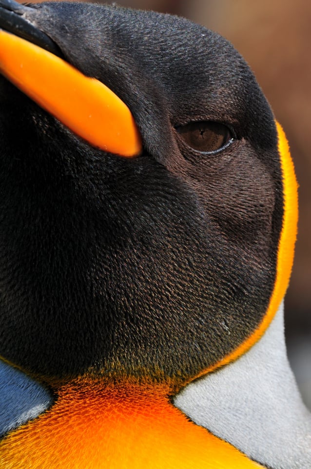 King Penguin Portrait