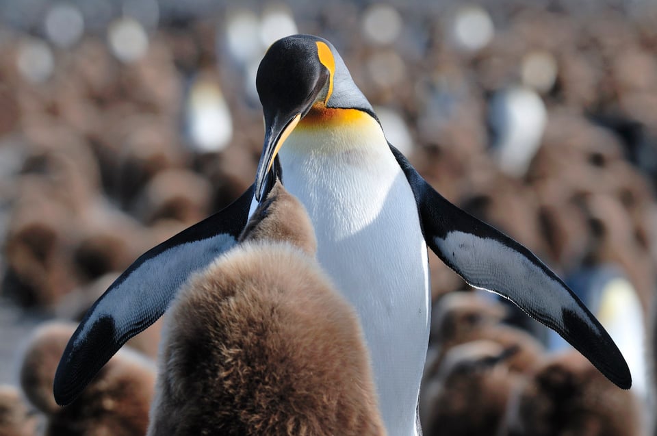 King Penguin Feeding Chick