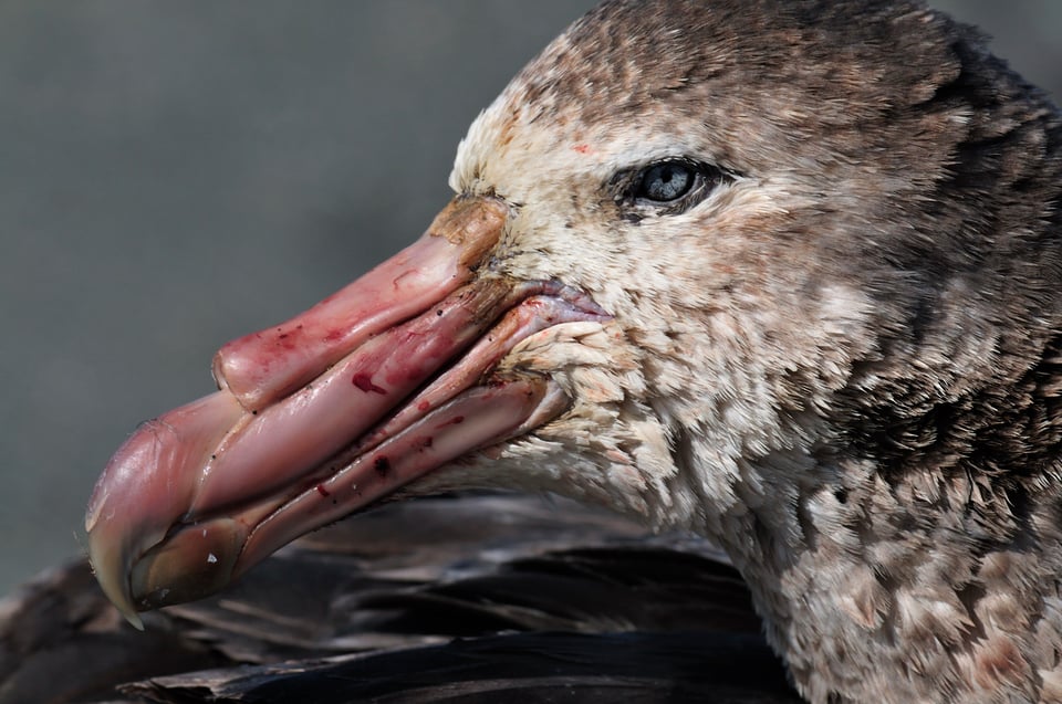 Giant Petrel Portrait