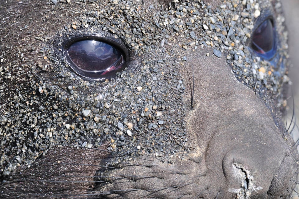 Female Elephant Seal