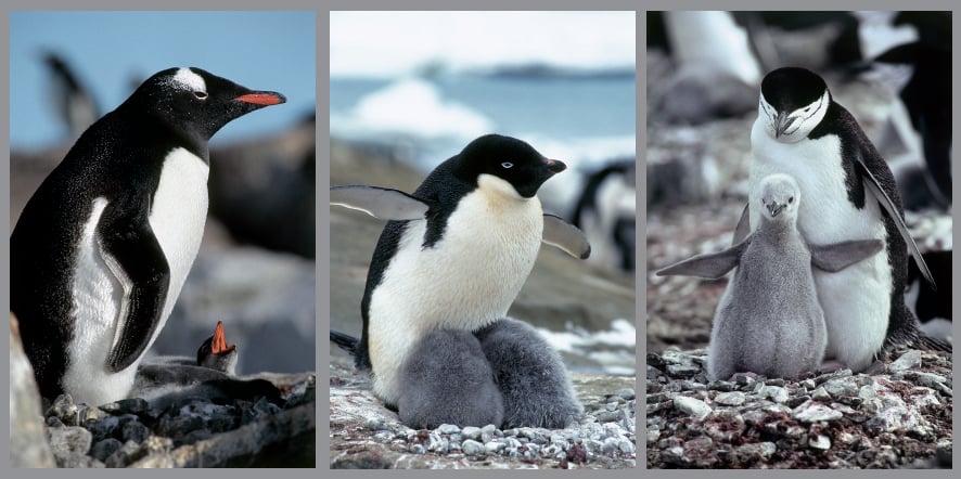 Three Penguin Species