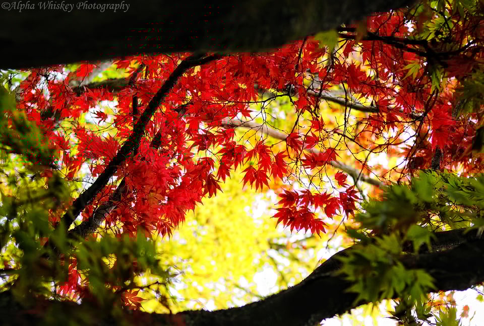6 Autumn Red 6 Autumn Red