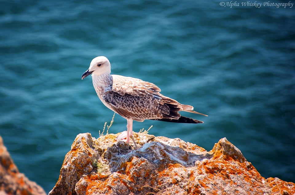 6 Portugal Seagull 6 Portugal Seagull
