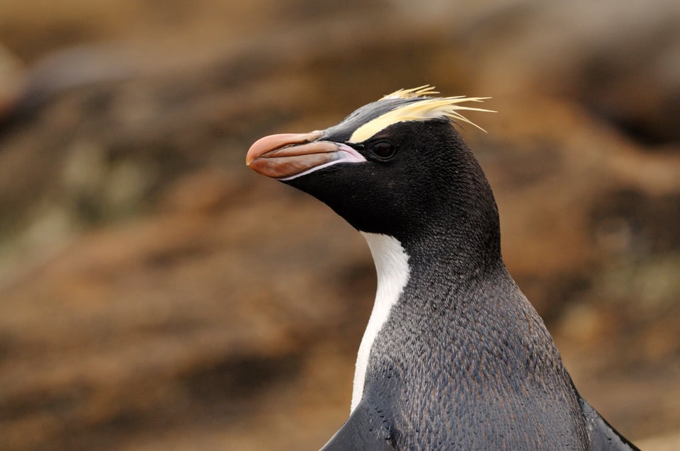 Erected-crested Penguin from the boat