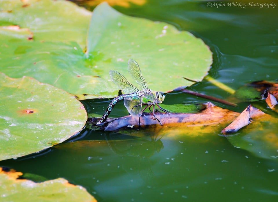 7 Dragonfly 7 Dragonfly