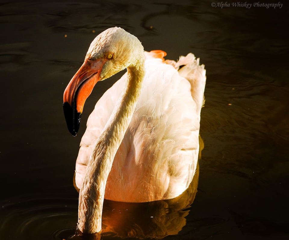 8 Flamingo 8 Flamingo