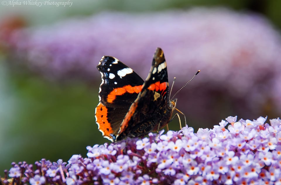 9 Admiral Butterfly 9 Admiral Butterfly