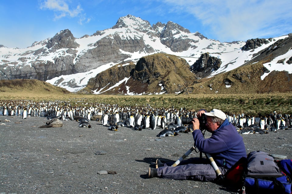 Capturing Gold Harbors King Penguin Colony