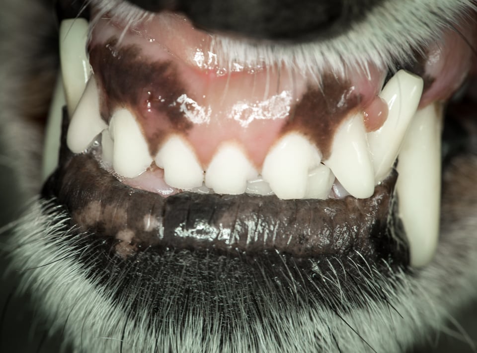 Verm-Slack-teeth-Eagletails-8937 Verm-Slack-teeth-Eagletails-8937